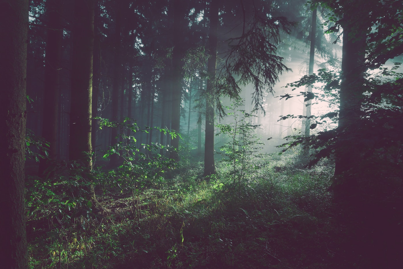 Forest with atmospheric haze