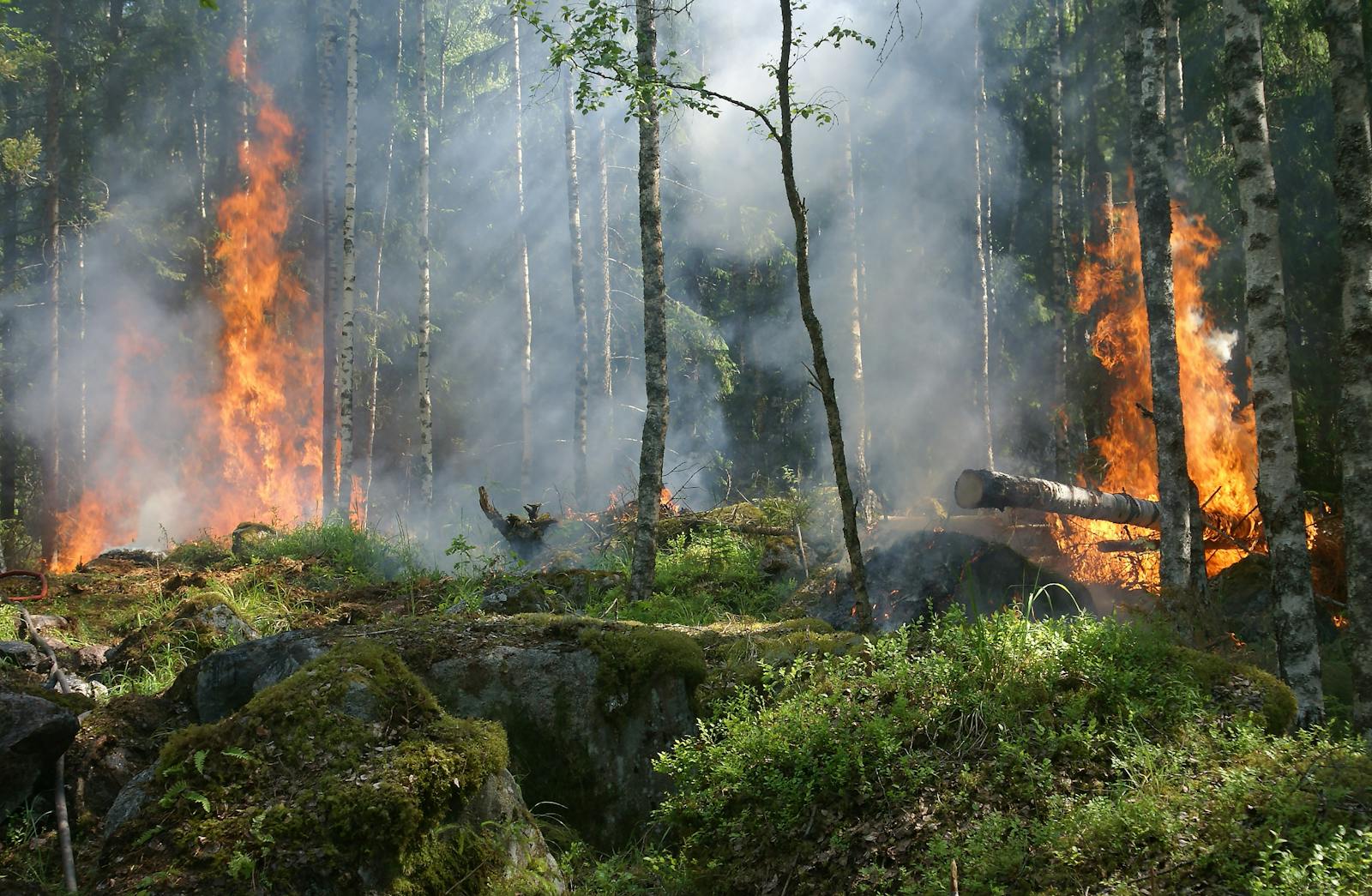 Active wildfire in forest